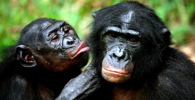 bonobos