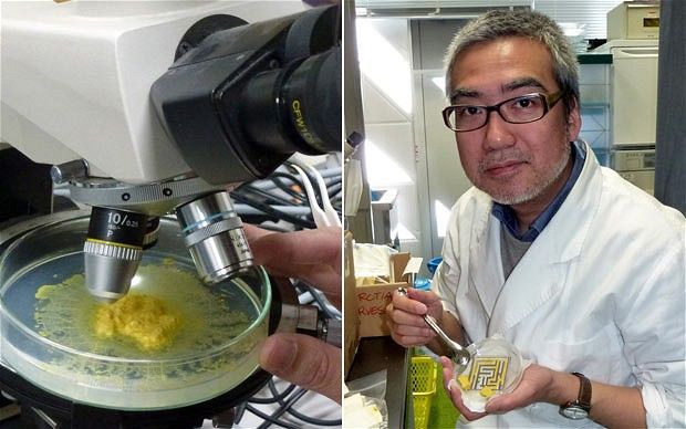 Toshiyuki Nakagaki и его желтый «гриб»