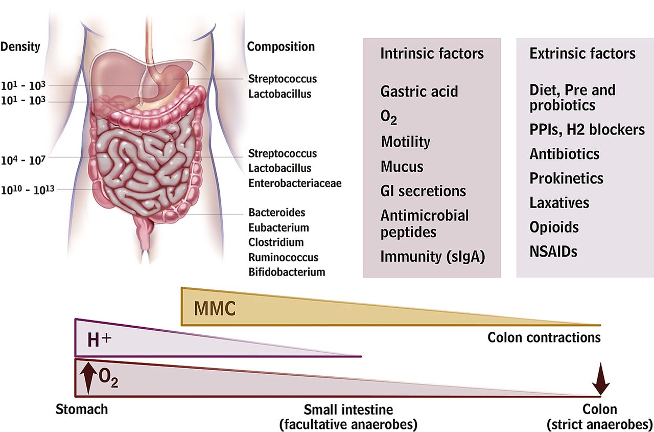 Факторы, влияющие на состав микрофлоры кишечника