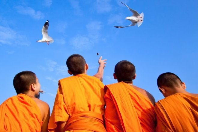 monks feeding seagulls